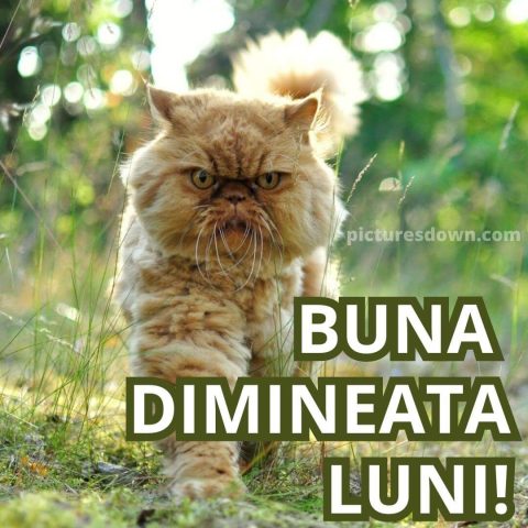 Buna dimineata luni imagine pisica pufoasa descarcă gratis