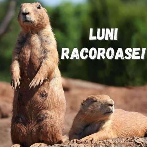Buna dimineata luni imagine rozătoare descarcă gratis