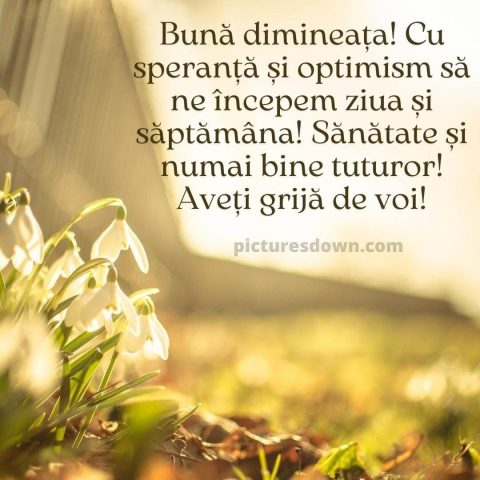 Luni dimineata trezirea imagine crinii din vale descarcă gratis