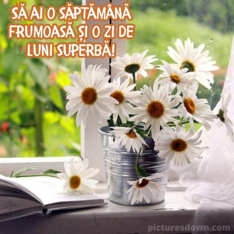 Mesaje de luni dimineata poza margarete albe descarcă gratis