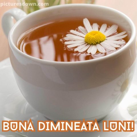 Mesaje de luni dimineata poza ceai de musetel descarcă gratis