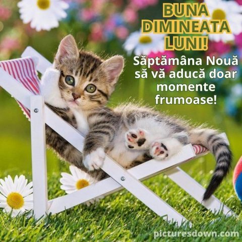 Buna dimineata luni imagine pisica pe un hamac descarcă gratis