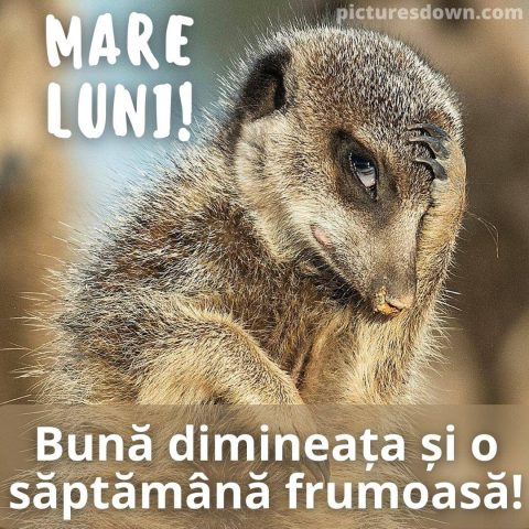 Buna dimineata luni imagine suricata descarcă gratis