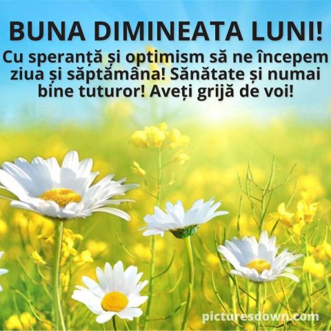 Buna dimineata luni imagine flori sălbatice descarcă gratis