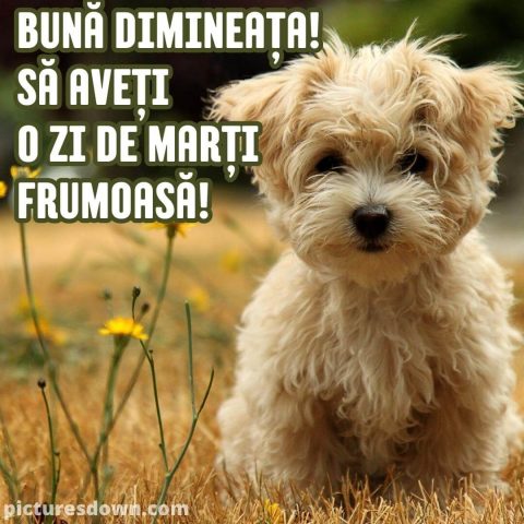 Buna dimineata marti imagine câine creț descarcă gratis