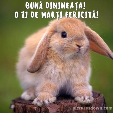 O zi de marti minunata imagine iepure descarcă gratis