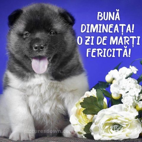 O zi de marti minunata imagine câine și flori descarcă gratis