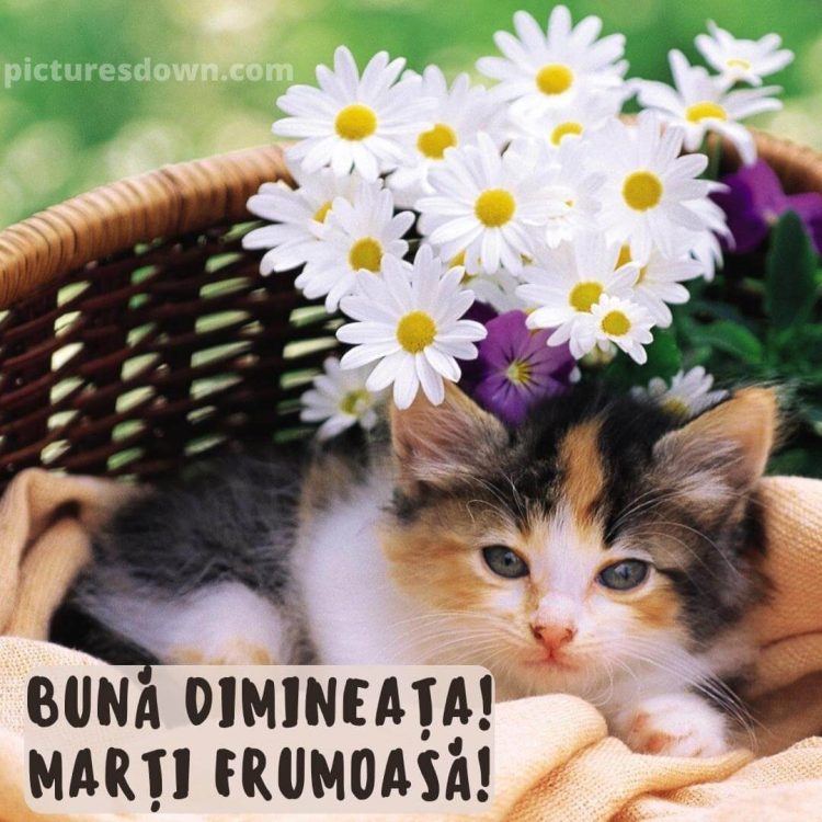 Buna dimineata marti imagine flori si pisica descarcă gratis