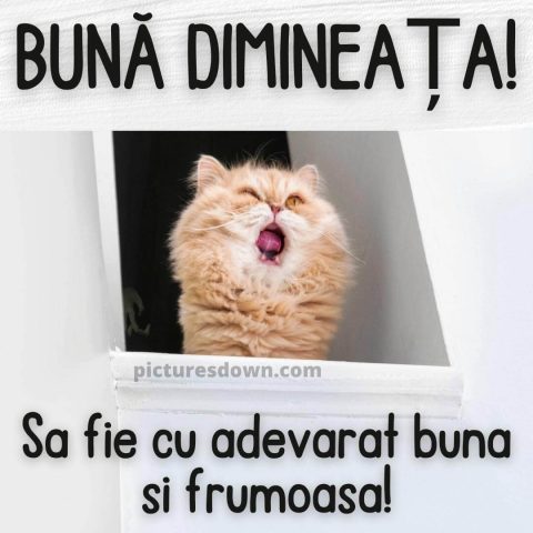Buna dimineata pisica imagine țipând descarcă gratis
