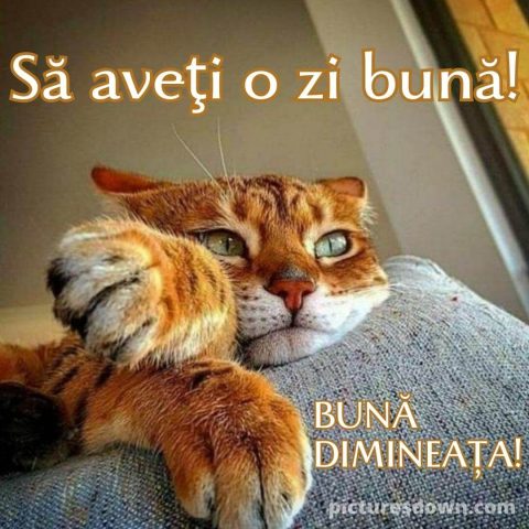 Buna dimineata pisica imagine încruntat descarcă gratis