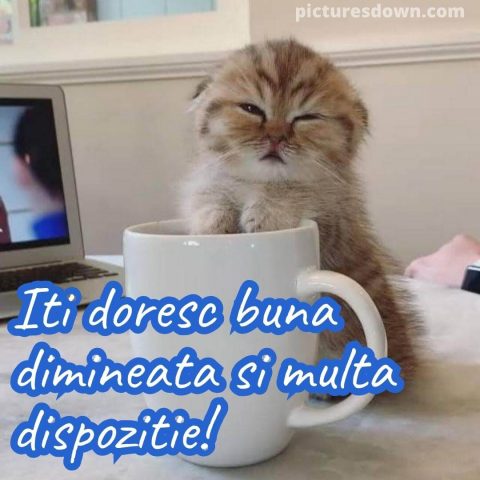 Buna dimineata pisica imagine mic descarcă gratis