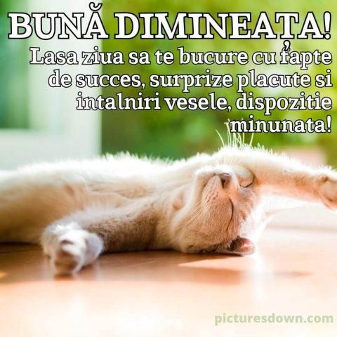 Buna dimineata pisica imagine in soare descarcă gratis