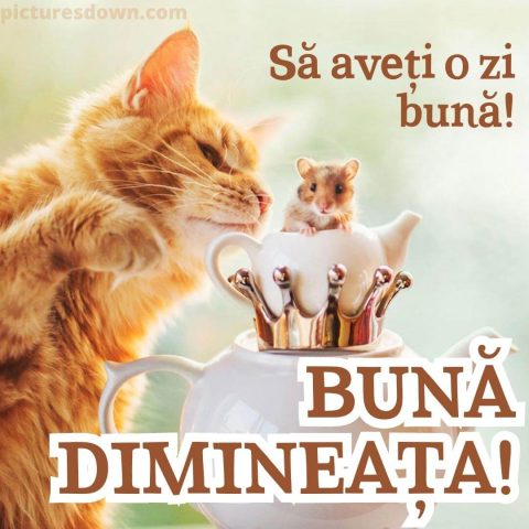 Buna dimineata pisica imagine mouse descarcă gratis