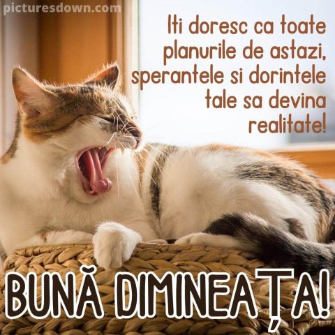 Buna dimineata pisica imagine în coș descarcă gratis