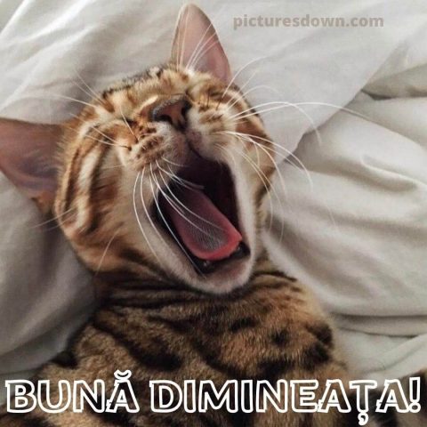 Buna dimineata pisica imagine căscă descarcă gratis