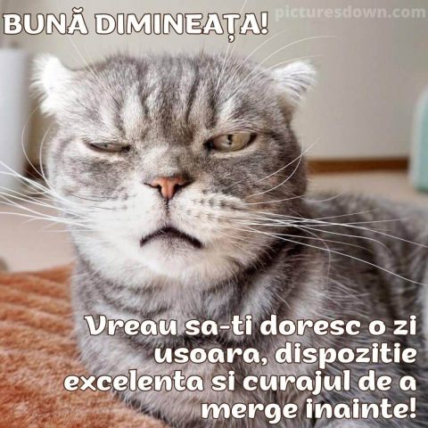 Buna dimineata pisica imagine treaz descarcă gratis