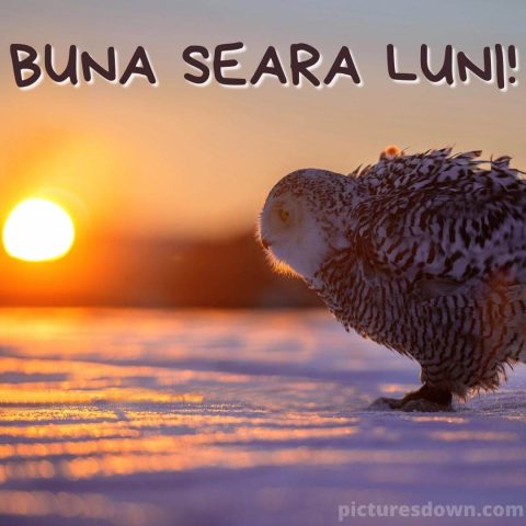 Buna seara luni imagine bufniţă descarcă gratis