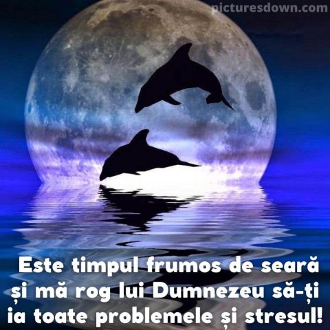 Buna seara marti imagine delfinii descarcă gratis