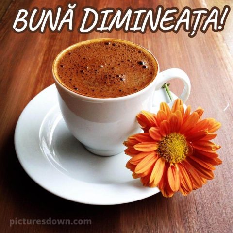 Buna dimineata la cafea imagine muşeţel descarcă gratis