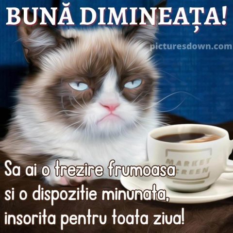 Cafeaua de dimineata imagine pisică descarcă gratis