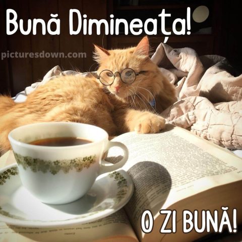 Cafeaua de dimineata imagine pisica cu ochelari descarcă gratis