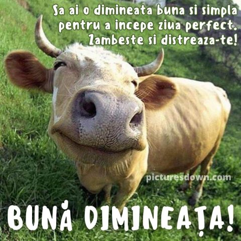 Mesaje de buna dimineata haioase imagine vacă descarcă gratis