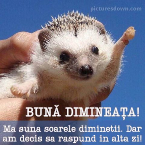 Buna dimineata haios imagine arici descarcă gratis