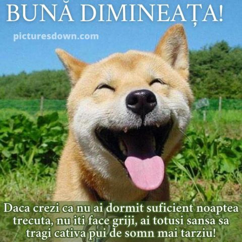 Buna dimineata haios imagine câine fericit descarcă gratis