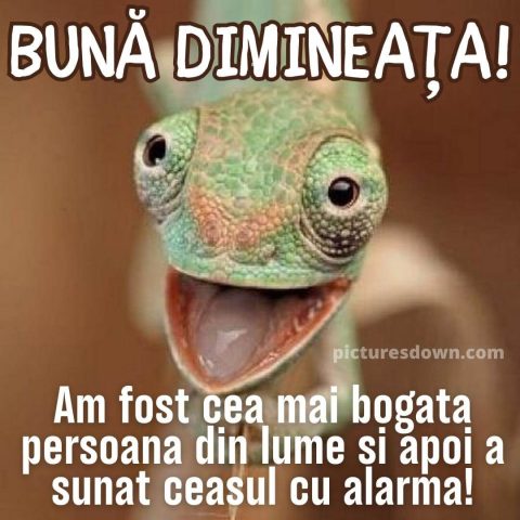 Buna dimineata haios imagine şopârlă descarcă gratis