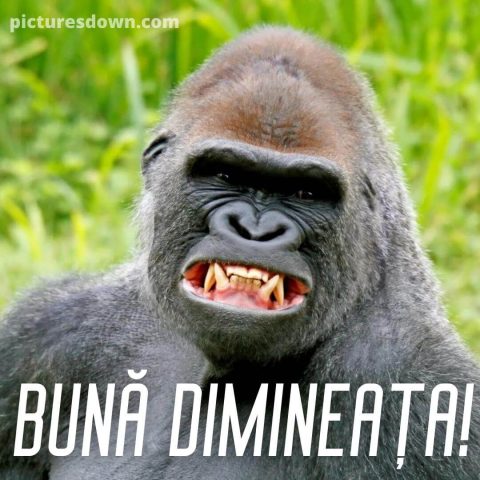 Buna dimineata haios imagine gorilă descarcă gratis