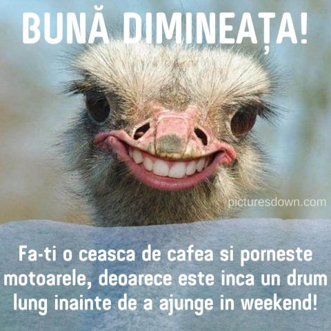 Buna dimineata haios imagine struț descarcă gratis