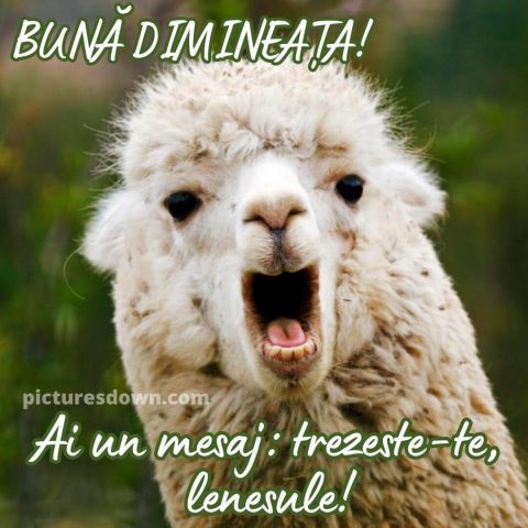 Buna dimineata haios imagine lama descarcă gratis