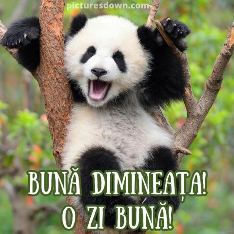 Buna dimineata haios imagine urs panda descarcă gratis