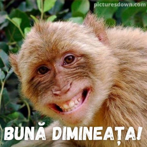Buna dimineata haios imagine maimuţă descarcă gratis