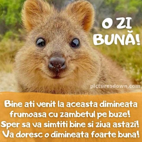 Mesaje de buna dimineata haioase imagine quokka descarcă gratis