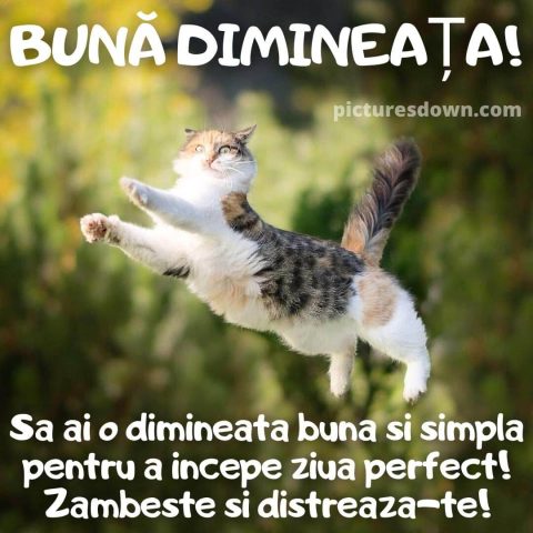 Mesaje de buna dimineata haioase imagine pisica zburătoare descarcă gratis