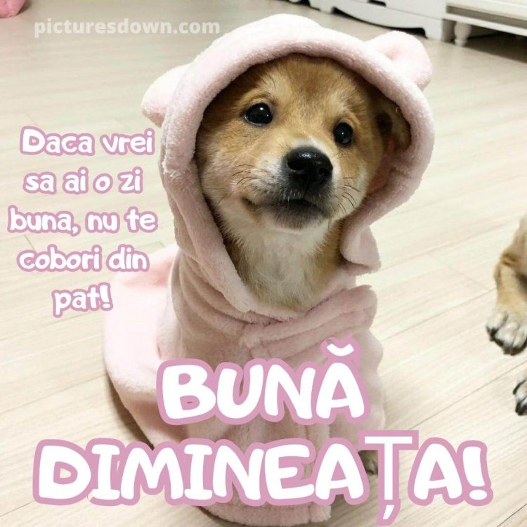 Mesaje de buna dimineata haioase imagine câine în haină descarcă gratis