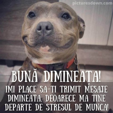 Mesaje de buna dimineata haioase imagine Caine mare descarcă gratis