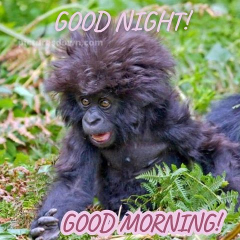 Funny image good night gorilla free download