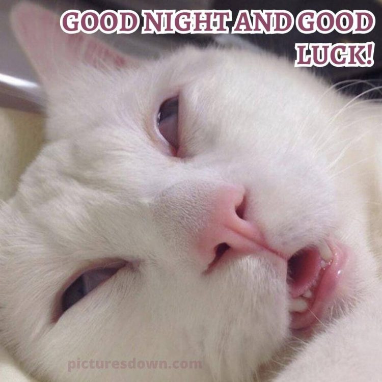 Funny image good night White cat free download