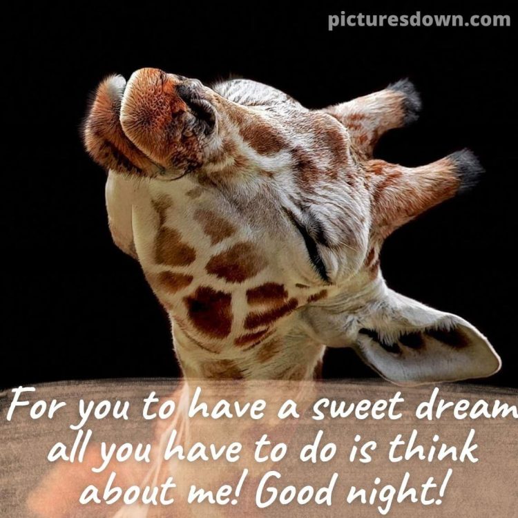 Funny image good night giraffe free download
