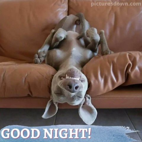 Funny image good night dog on the couch free download