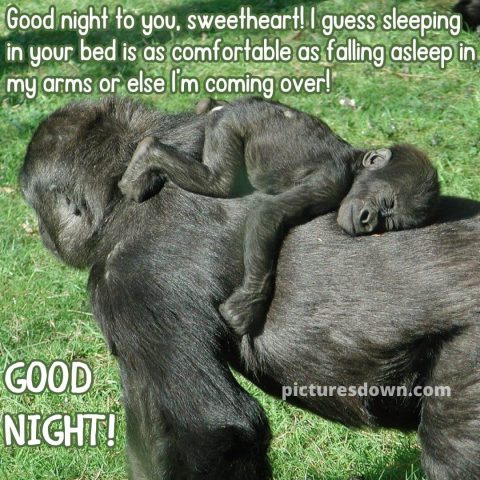 Funny image good night two gorillas free download