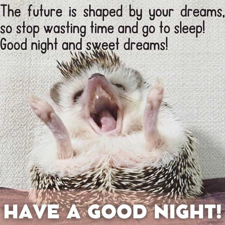 Funny image good night hedgehog free download