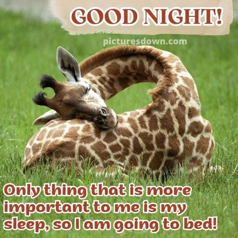 Funny image good night sleeping giraffe free download