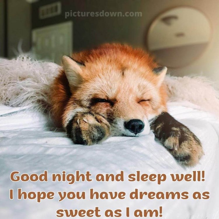 Funny image good night fox free download