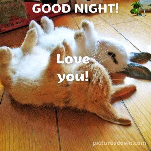 Funny image good night two rabbits free download