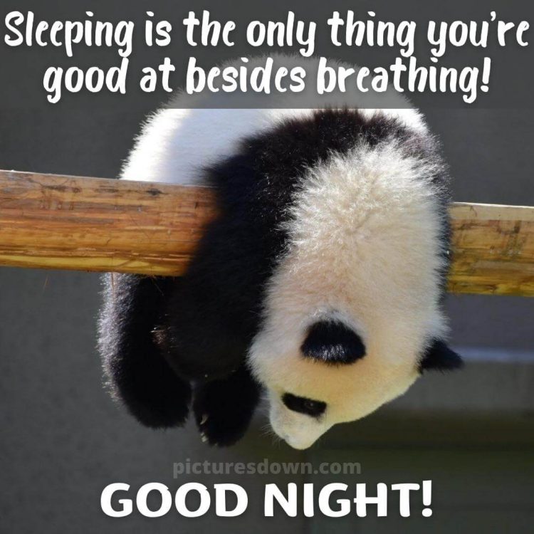 Funny image good night panda free download