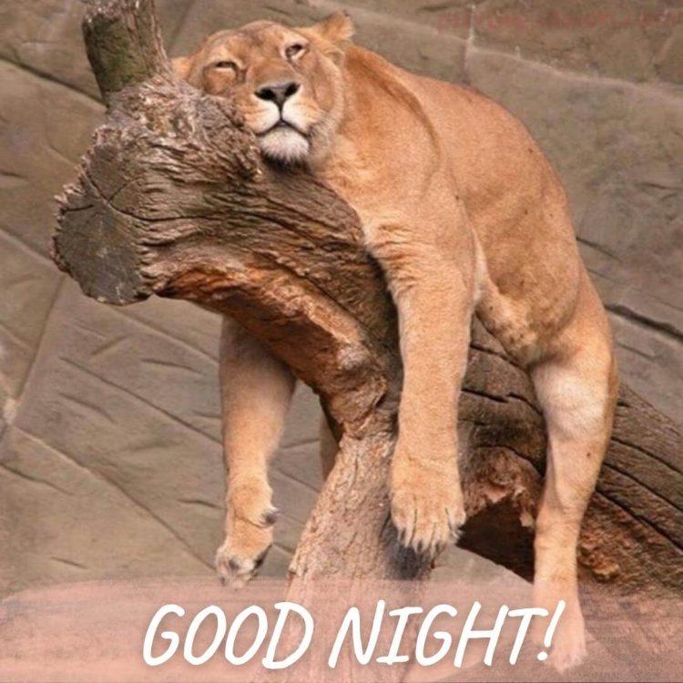 Funny image good night a lion free download