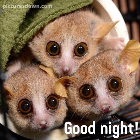 Funny image good night lemur free download